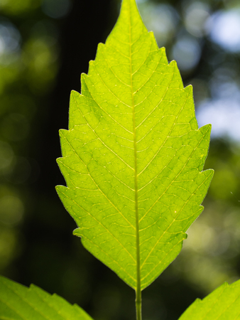The Texture of The Leaf in The Rainforest