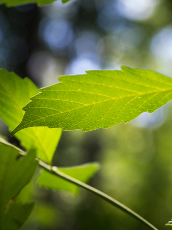 Blur of The Texture of The Leaf in The Rainforest