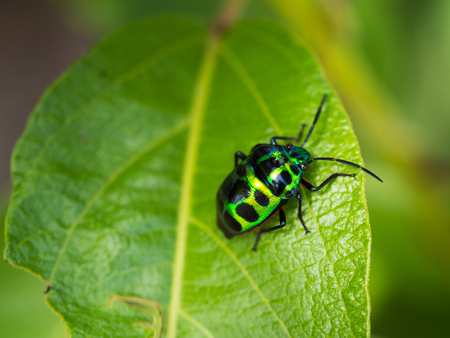 Water Drop on The Emerald Dots bug in The Forest