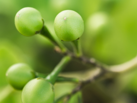 Blur of Turkey Berry in The Gardenの写真素材