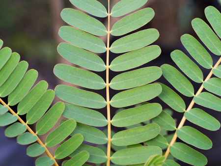 The Leaves of Sesban in The Garden