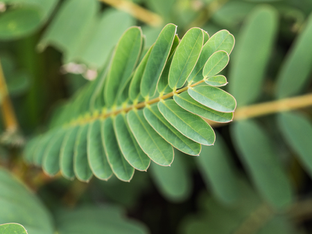 The Leaves of Sesban in The Gardenの写真素材