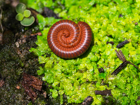 Millipede Curled up in a Circle in The Tropical Rainforests