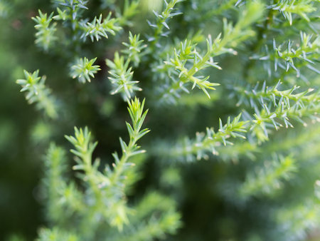 The Little Green Gray Leaf in Blur Backgroundの写真素材