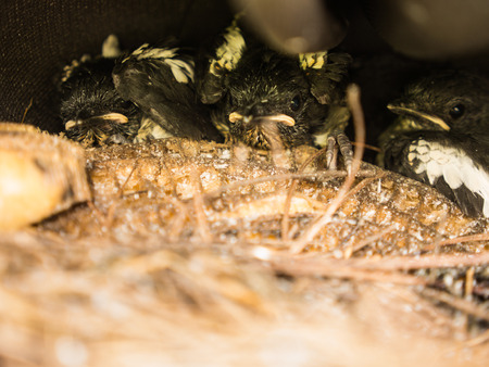 Little Magpie Birds Lying in The Bird's Nestの写真素材