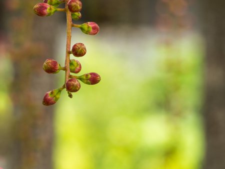 The Tummy-wood Flower Buds Hanging on The Tree