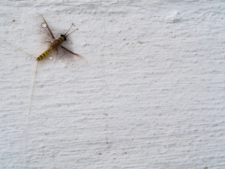 The Yellow Insect on The White Backgroundの写真素材