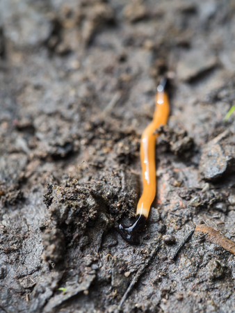 The Bipalium Kewense Crawling on The Earthの写真素材
