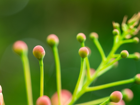 Buds of The peacock Flower in The Gardenの写真素材