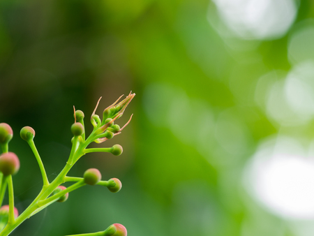 Top of The peacock Flower Buds in The Gardenの写真素材