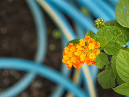 The Yellow Orange Hedge Flower Blooming , The Blue Lines Behindの写真素材