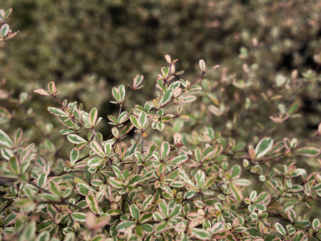 The White Green Terminalia ivorensis Chev Leaf in The Field