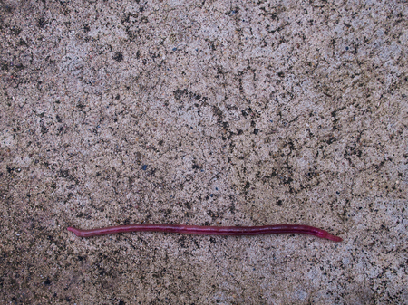 The Earthworm Crawling in a Straight Lineの写真素材