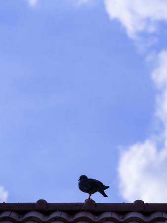 The Pigeon Standing on One Leg on Top of The Roofの写真素材
