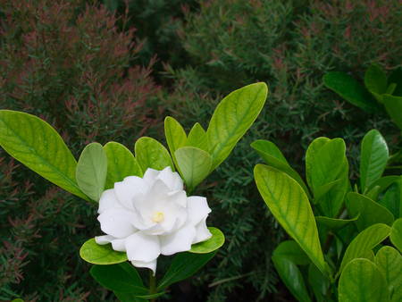 The White Gardenia Blooming in The Rainy Seasonの写真素材