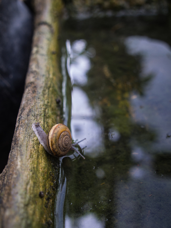 The Snail Crawling in The Little Pondの写真素材