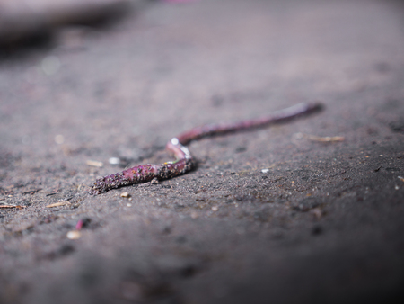The Earthworm with Sand Track Crawling on The Groundの写真素材