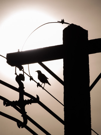 The Acridotheres tristis Bird on The Wire near The Power Post behind The Sunの写真素材