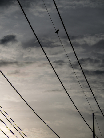 The Starlings Bird on The Wire