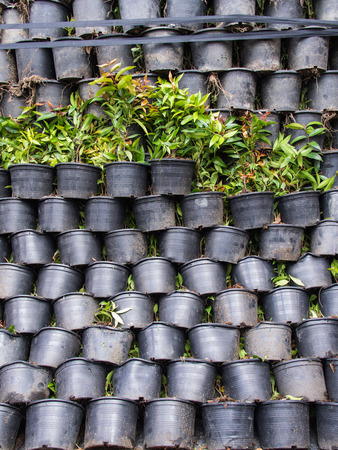 The Black Plastic Pot Plants are Stacked very Tightlyの写真素材
