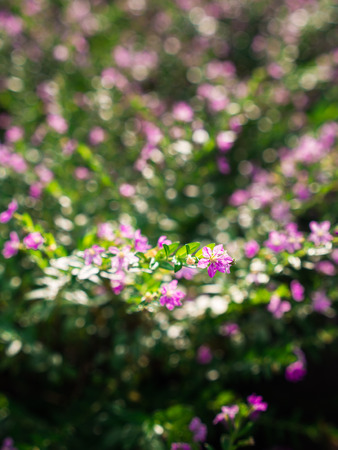The Purple Crape Flower Blooming in The Gadenの写真素材