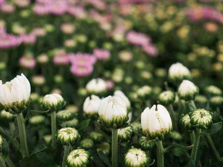 The Chrysanthemums Flower Buds Waiting The Day  to Bloomの写真素材