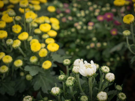 The Chrysanthemums Flower Buds Waiting The Day  to Bloomの写真素材