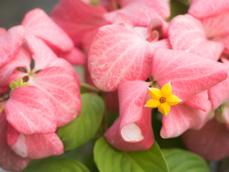 The Pollen of Dona Like Yellow Star in Pink Flowersの写真素材