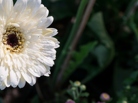 Rain Drops Perched around The White Gerbera Corolla Flower in The Gardenの写真素材