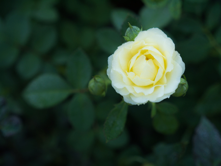 The Yellow White Rose with Rain Drops around The Petalsの写真素材
