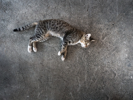 The Tabby Stray Cat Lying in The Cement Floorの写真素材