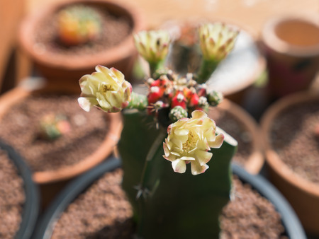 The Cactus Flowers Bloom on The Four Directionsの写真素材