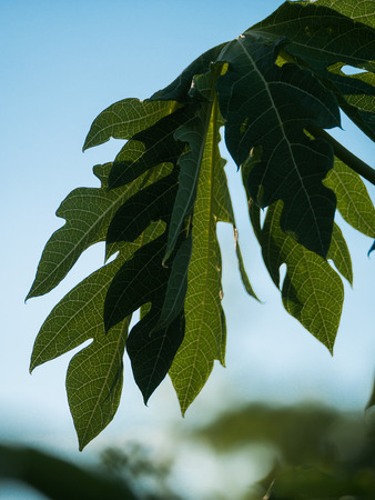 Texture and Shadow Papaya Leaf Backlightの写真素材