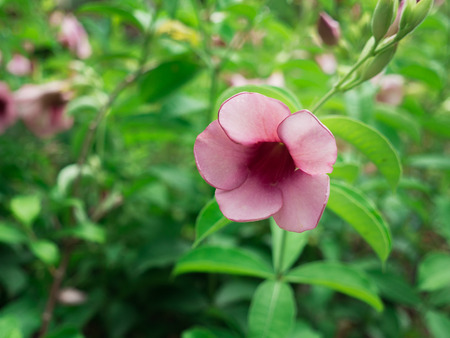 The Purple Allamanda Flowers Blooming in The Tree Shop