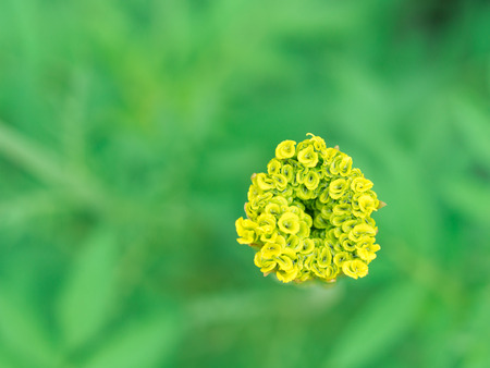 The Beginning of Yellow Marigold Flower in The Gardenの写真素材