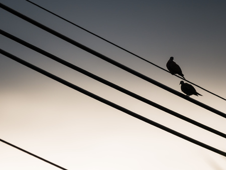 Doves Perched on The Oblique Large Cableの写真素材