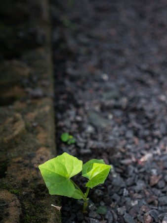 The Green Ivy isolated on The Ground in The Gardenの写真素材