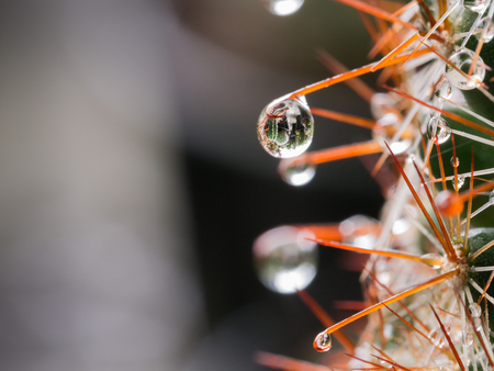 Rain Drop on The Tip of The Torn of Cactusの写真素材