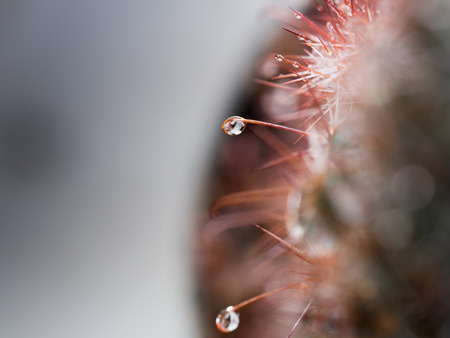 Rain Drop on The Tip of The Torn of Cactusの写真素材