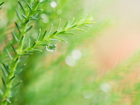 The Rain Drop on The Pine Leafの写真素材