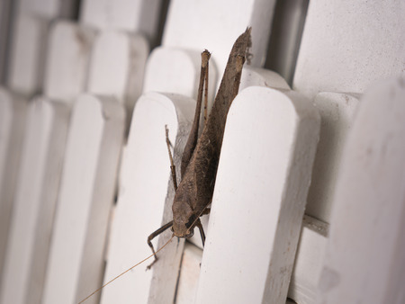 The Grasshopper Shaped Like a Brown Leaf on The Wooden White Fenceの写真素材