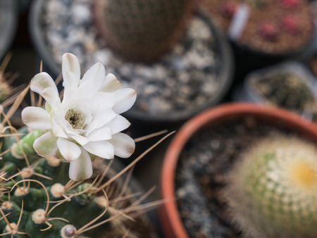 The White Cactus Flower Blooming in One Dayの写真素材