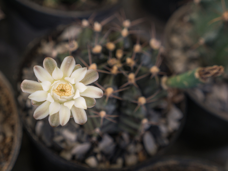 The Yellow White Cactus Blooming in The Flower Potの写真素材
