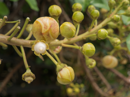 The Salween Flower Blooming in The Gardenの写真素材