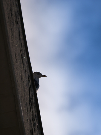 Seagull Looking at The Sea from Atop The Building