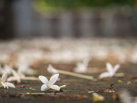 The Cork Tree Flowers Fell to The Groundの写真素材