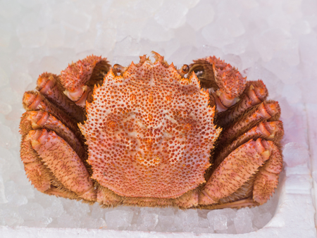 The Orange Giant Crab on Ice in The Fish Shopの写真素材