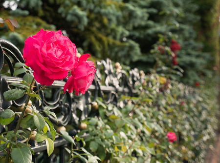 The Big Roses Through The Iron Fence outside The Houseの写真素材