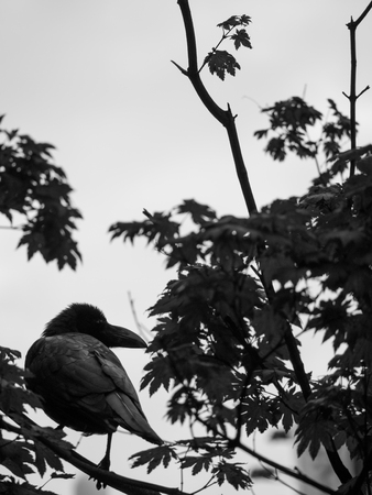 The Crow Perched on a Tree Branch Carefullyの写真素材