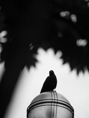 The Crow Perched on a Lamp Post , Foregound , Leaves on The Topの写真素材